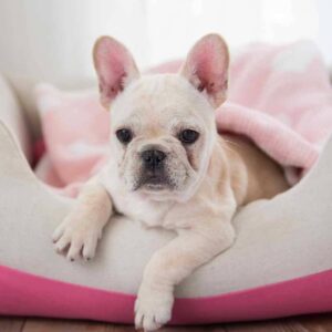 Washable Color-Block Linen Blend Dog Bed & Bed Cover Set