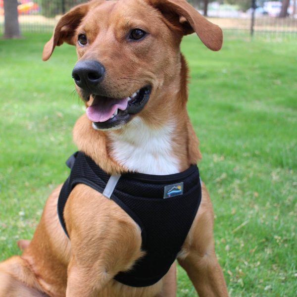 American River Solid Dog Harness - Image 3