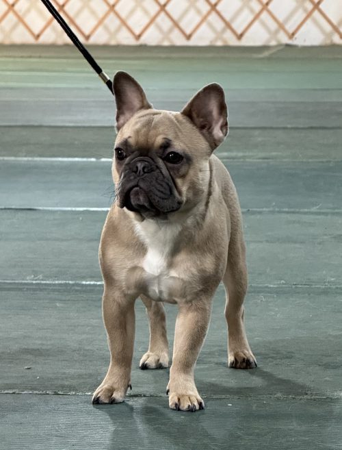 Lila