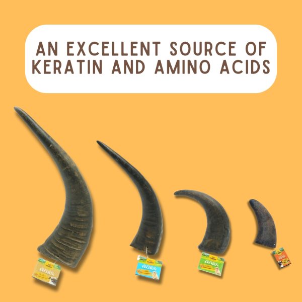 Water Buffalo Horns! Great For Aggressive Chewers! - Image 2