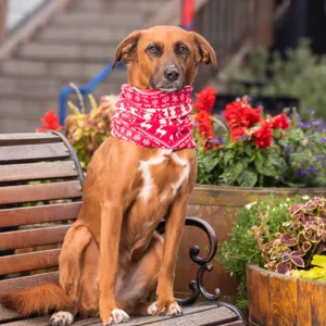 Ultra-Soft Fleece Christmas Pet Neckwarmer